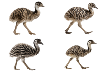 Running Juvenile Emu Illustration