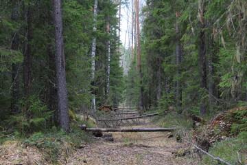 Old road in a pine forest in early May
