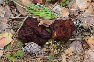 morel mushroom in spring forest