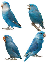Obraz premium Blue Peach-Faced Lovebird Singing