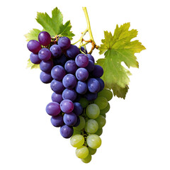 Fototapeta premium Fresh grapes hanging from a vine in isolation