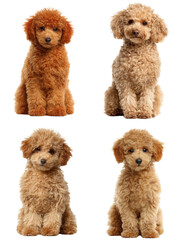 Apricot Toy Poodle Portrait