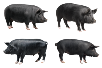 Berkshire Pig Side View