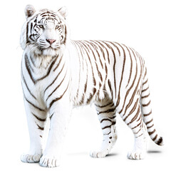 white tiger isolated on transparent background