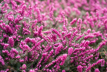 Różowe wiosenne kwiaty wrzośca w ogrodzie.  © Elżbieta Kaps