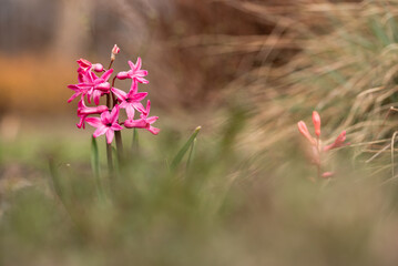 Hiacynty w ogrodzie, wiosenne kwiatowe tło. © Elżbieta Kaps