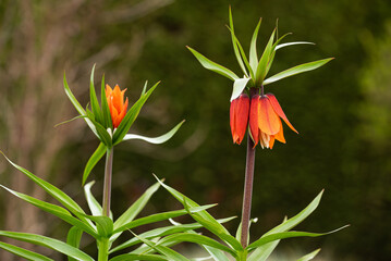 Fritillaria imperialis, Cesarska szachownica w ogrodzie, wiosenne tło.  © Elżbieta Kaps