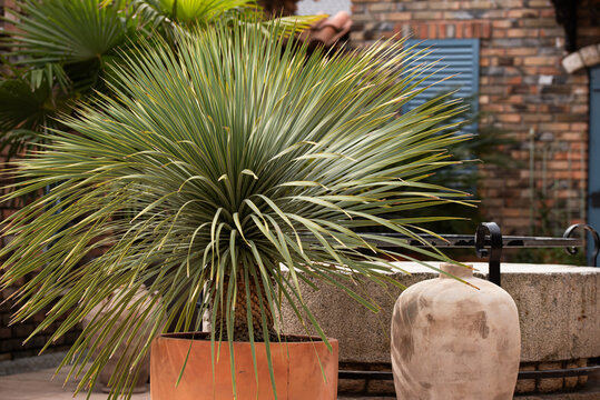 Piękna juka rostrata w donicy.