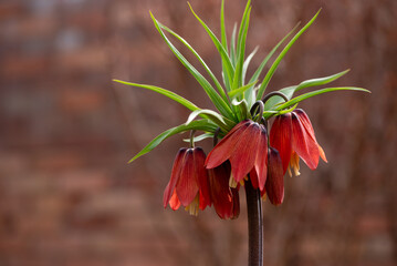 Fritillaria imperialis, Cesarska szachownica w ogrodzie, wiosenne tło.  © Elżbieta Kaps