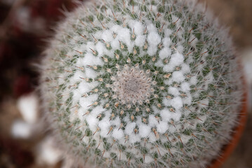 Kaktus w doniczce, kwiatowe tło.  © Elżbieta Kaps