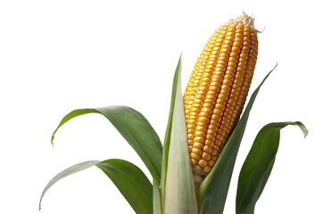 Golden corn on the cob with green leaves