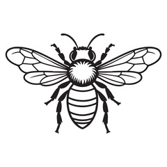 Black and white  Bee vector illustration with insect and spider design elements