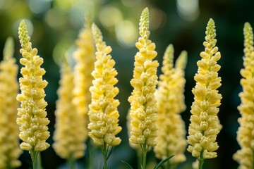 A Stunning Display of Vibrant Yellow Lupines Blooming in the Summer Sunlight