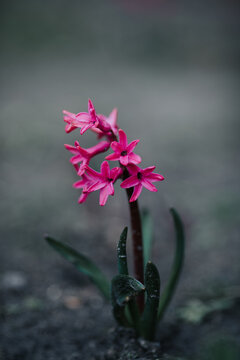 Single beautiful pink hyacinth flower in the garden in spring