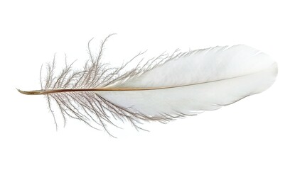 Obraz premium A single white feather floating in mid-air against a pure white background, soft lighting accentuating delicate curves and wispy texture, minimalist elegance.