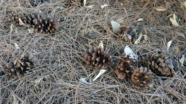 Pine cones on the forest floor in Zion National Park, Utah during a sunny afternoon