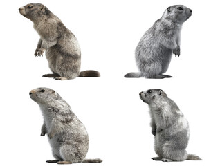 Silver Marmot Standing Portrait