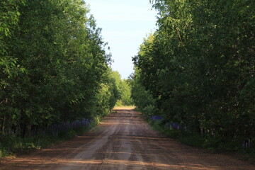 Dirt road in the forest of north-eastern Europe on a sunny summer day