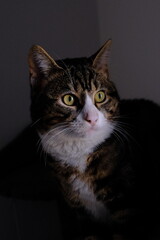 Close-Up of a Domestic Tabby Cat Inside a Cozy Home