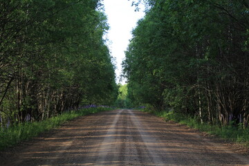 roads in the forest of northeastern Europe on a summer day