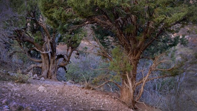 Zion National Park showcases majestic, ancient trees along a rugged trail, with the warm hues of dusk illuminating the breathtaking natural beauty. 