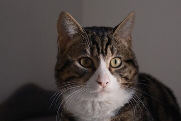 Close-Up of a Domestic Tabby Cat Inside a Cozy Home