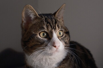 Close-Up of a Domestic Tabby Cat Inside a Cozy Home