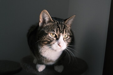 Close-Up of a Domestic Tabby Cat Inside a Cozy Home