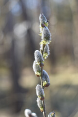 pussy willow catkins