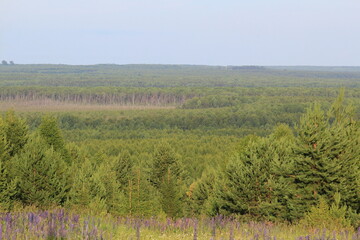 Forests and fields of northeastern Europe on a summer day