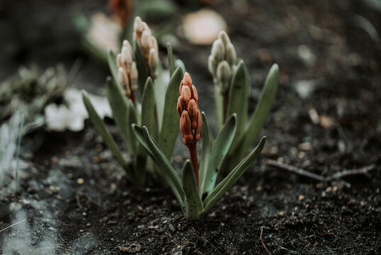 Close up of a growing hyacinth flowers seedlings in early spring in the garden