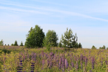 Fototapeta premium flowering fields of northeastern Europe in early summer