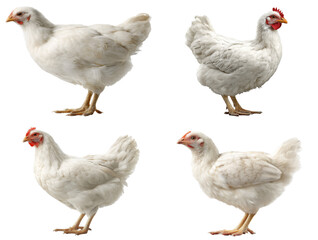 Fototapeta premium White Leghorn Pullet Portrait