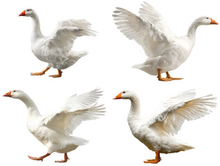 Obraz premium White Embden Goose Flapping Wings
