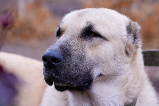 Observant dog of the Gampr breed, Gampr, dog