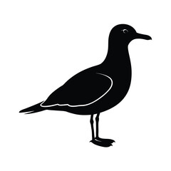 Seagull bird silhouette Isolated With White Background