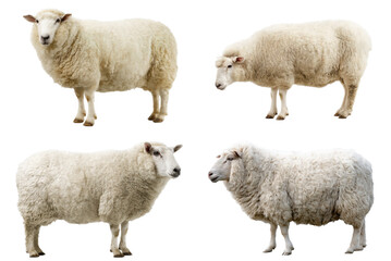 White Romney Marsh Sheep Grazing