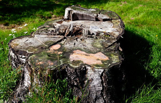 Weathered Tree Stump