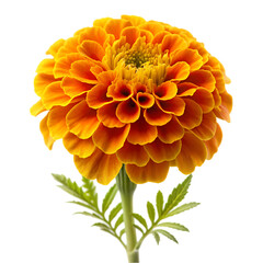 Stunning Orange Marigold Flower isolated on transparent background