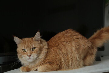 Cute fun maine coon orange cat comfort sitting on the table with TV and flowers. Pet relax looking its beauty eyes. Closeup emotion portrait in home interior in daylight. Natural real untouched colors