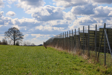 Wild hare resting in a field near a solar power plant © Michael