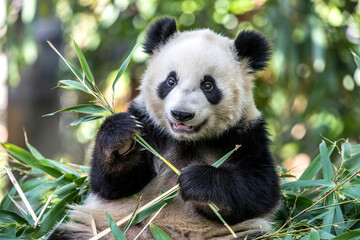 baby panda eating bamboo - cute baby Panda Eating Bamboo - Iconic Wildlife in Natural Habitat