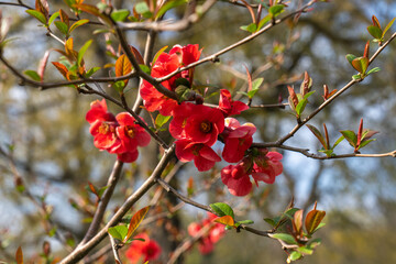 Beautiful red flowers of Japanese quince tree, Chaenomeles japonica, in spring. Japanese quince on bush close up.
