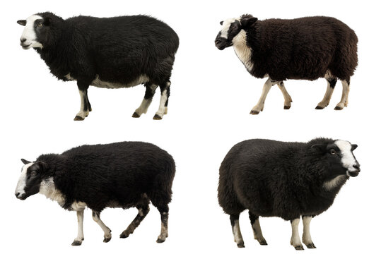 Black Zwartbles Sheep Grazing