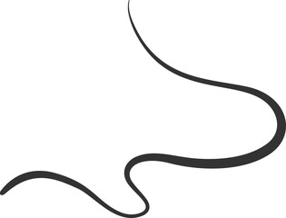 Swirl flourish line. Calligraphic hand-drawn elegant underline. Curved swoosh doodle element. Filigree brush stroke