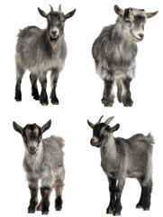 Obraz premium Alert Mini Alpine Goat Portrait