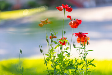 poppy flower in sunshine