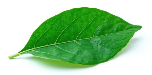 Dark green leaf with veins on white background, isolated object, isolated plant