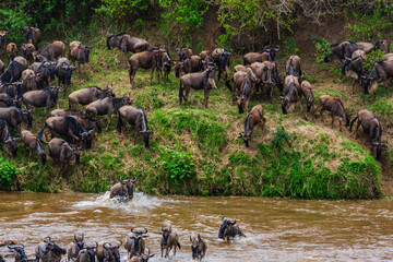 Wildebeests (Connochaetes) crossing Mara river at the Serengeti national park, Tanzania. Great...