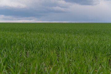 Landscape of a green grass field and blue cloudy sky